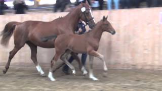 Count UpGolfstrom II colt  2013 for sale [upl. by Ajtak]