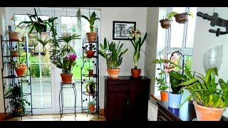 Winter House Plant Display  tour around my kitchen [upl. by Nodlew103]