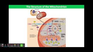 The Structure of the Mitochondrion [upl. by Llenrap]