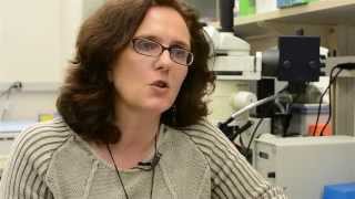 Bone marrow inflammation leads to leukemia [upl. by Nnaassilem]