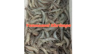 LIVE VANNAMEI SHRIMPS FRESH CATCHED from seawater pond [upl. by Munroe524]