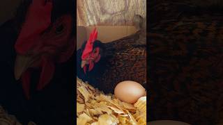 Whats So Special About The Barnevelder Chicken [upl. by Zalucki]