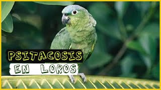 La psitacosis en loros Síntomas y tratamiento [upl. by Elleirbag]