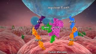 Anti–PD1PDL1 therapy of human cancer [upl. by Brechtel]