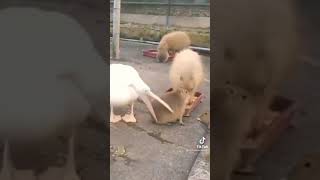 pelican tries to eat capybara and fails miserably [upl. by Henebry]