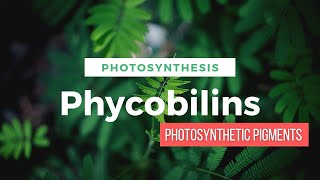 Phycobilins Photosynthetic Pigments  Photosynthesis in Higher Plants  Class 12 Biology [upl. by Yaral]