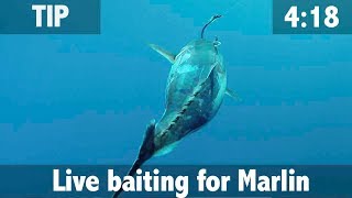 Live baiting for Marlin [upl. by Halpern175]