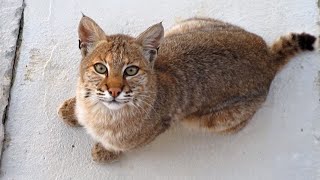 Beautiful Bobcat in our yard as our Cat runs in the house [upl. by Bannasch674]