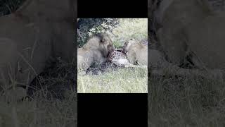 Lion Feeding on Giraffe at Serengeti National Park shorts [upl. by Eltsyek]