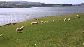 Scotland Border Collie Sheep Herding [upl. by Trammel]