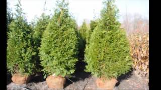 The Best Fast Growing Evergreen Screening Trees [upl. by Eatnuhs]