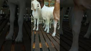 9Lamb Boer crossbred Anak Kambing BoerCross goat fyp shorts [upl. by Wj]