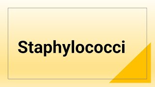 Staphylococci [upl. by Allicsirp]