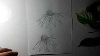 How to draw Echinacea flower echinacea coneflower [upl. by Ori234]