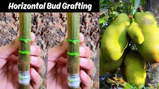 Jackfruit Bud grafting technique Horizontal  how to graft jackfruit tree [upl. by Cesare672]