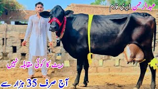 GARLANDO Cross Cow  Jersey Cross Cow  Cholistani Cow  Pk Janwar Mandi  2 July 2024 [upl. by Euk]