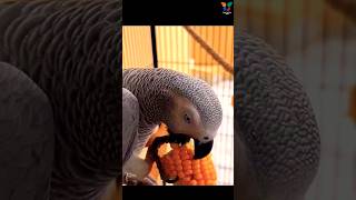 Nom nom 🌽 africangrey parrot eating shorts cuteparrot trending [upl. by Dumanian589]