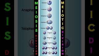 Meiosis  Meiotic  Cell Division shorts [upl. by Koenraad532]