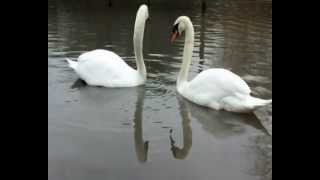 Les cygnes Swanny et Julliette au refuge de la Mare Auzou [upl. by Aitel837]