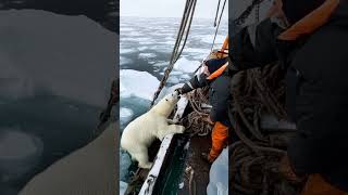 cute animals fromtherivertothesea Fishermen rescue polar bears in the polar regions [upl. by Mariann]