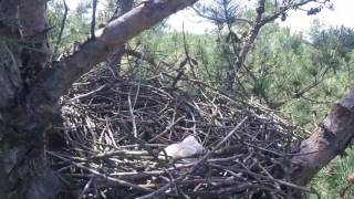 SharpShinned Hawk Nest [upl. by Nnalyrehs]