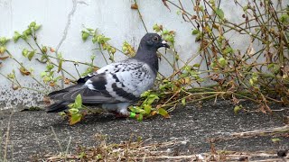 Feral Pigeon Eats Unripe Fruits of Asiatic Dayflower [upl. by Herbst170]