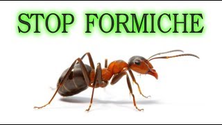 Stop alle formiche per sempre in modo naturale e a costo zero  o quasi ants fourmis hormigas [upl. by Wobniar]