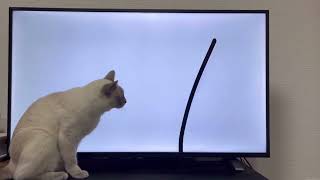 【tonkinese】猫用動画はあまり興味ないみたい 202498 トンキニーズ [upl. by Niroc]