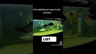 Monster cichlid tank Peacock Bass shorts fyp foryou fishtok [upl. by Jada]