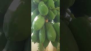 This is for you kannada  papaya treeyoutube shortstrending shortvideo [upl. by Annaet]