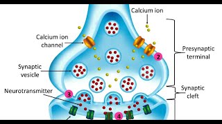 Understanding Synaptic Transmission  How Neurons Communicate [upl. by Ikkela]