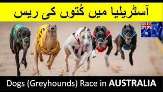 Australia Main Dogs Ki Race Pay Gambling  Dog Race in Australia  In Saraiki [upl. by Arat]