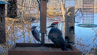 Female Pileated Woodpecker Shares Feeders With Other Woodpeckers – Nov 20 2023 [upl. by Yrrak]