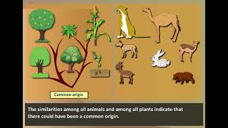 Morphological Evidence  Evidences of Evolution [upl. by Schober813]