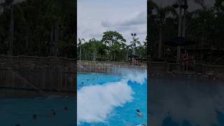 Worlds Largest Wave shorts Disneys Typhoon Lagoon man made wave pool Disney World Florida 2023 [upl. by Aiepoissac402]