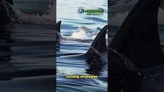 The Brutal Attack Blue Whale Devoured Alive by Orcas Off Australias Coast [upl. by Airamas709]