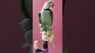 indian ringneck parrot talking shorts 🔥🔥 shorts flute music love song birdsinging trending 🔥🔥 [upl. by Cannice]