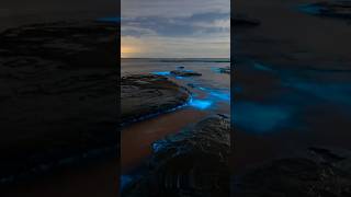 AMAZING Bioluminescence 🤯 SCIENCE facts [upl. by Teferi]