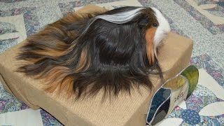 The Majestic Long hair Silkie Guinea Pig [upl. by Ranilopa]