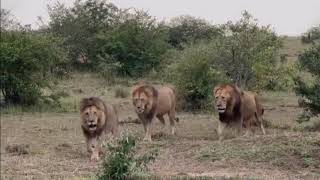 lion documentary lion life lion vs lion [upl. by Amitaf101]