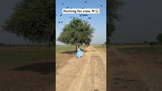 Hunting for crow bird 🐦‍⬛😱 hunting crow farmer farming hunter bat fly birds [upl. by Rinee201]