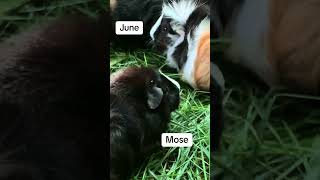 Herd of guinea pigs enjoying fresh cut grass [upl. by Atsyrc280]