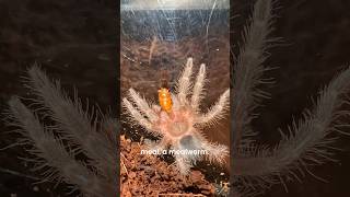 Pet SpiderTarantula Update🤎 pets animals nature wildlife insects [upl. by Oisorbma309]