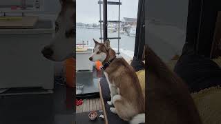 Husky Dog Complaining About The Weather yacht husky cutedog [upl. by Mars]