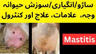 Mastitis cause symptoms treatment and prevention in cattlebuffalogoatsheep  Dr Muhammad Saif [upl. by Grae]