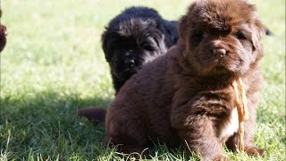 Bear of Geletsland newfoundland dog puppiesPuppies  6 weeks [upl. by Sarkaria]