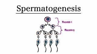 Spermatogenesis  MCAT Biology [upl. by Odragde]