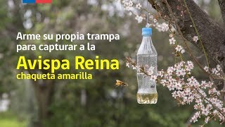 Arme su propia trampa para capturar a la Avispa Reina Chaqueta Amarilla [upl. by Izy]