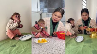 See this funny monkey Icy Is Eating Snack With Mommy cute monkey animals eating [upl. by Hutchings]