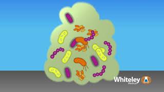 Biofilm Formation  Whiteley Medical [upl. by Ennyletak622]